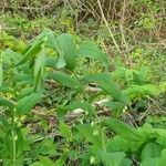 Polygonatum multiflorumFoglia