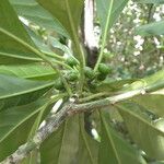 Tetrorchidium rotundatum Fruit