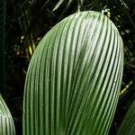 Curculigo capitulata Leaf