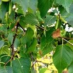 Betula ermanii Foglia