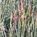 Typha angustifolia 果實