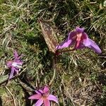 Erythronium dens-canisപുഷ്പം