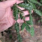 Sequoia sempervirensBlad