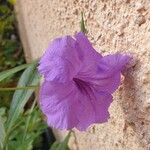 Ruellia simplex Blüte