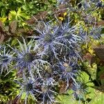 Eryngium planum Kvet