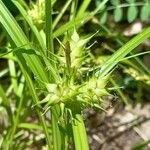 Carex lupulina Fruto