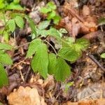 Caulophyllum thalictroides Blatt