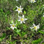 Erythronium oregonum Hábito