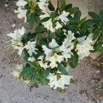 Beaumontia grandiflora Kukka