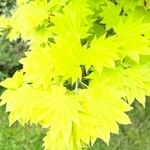 Acer shirasawanum Folha