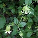 Silene baccifera Flor