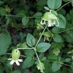 Silene baccifera Žiedas