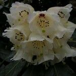 Rhododendron arizelum Flower