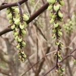 Stachyurus himalaicus Flower