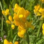Genista sagittalis Flor