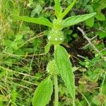 Leucas urticifolia Blad