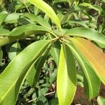 Syzygium guineense Blatt