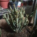 Euphorbia aeruginosa Bloem