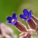 Anchusa undulata Цветок