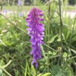 Vicia craccaFlor