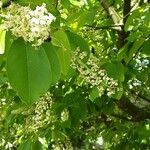 Prunus virginiana Flor