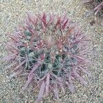 Ferocactus herrerae Hostoa