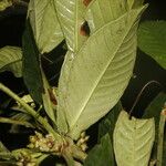 Psychotria psychotriifolia