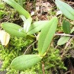 Bulbophyllum resupinatum Liść