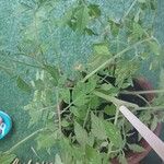 Solanum pimpinellifolium برگ