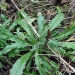 Erigeron floribundus Costuma