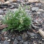 Artemisia umbelliformis Blad