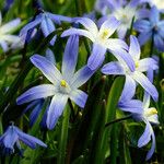 Scilla forbesii Blomma