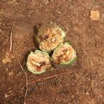 Parinari excelsa Fruto