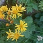 Jacobaea alpina Flower