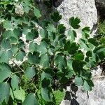 Thalictrum macrocarpum 葉