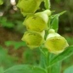 Digitalis grandifloraFlower