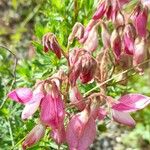 Ononis fruticosa Λουλούδι