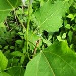 Populus grandidentata Casca