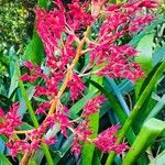 Aechmea blanchetiana Flor