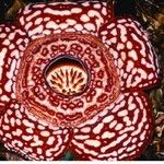 Rafflesia pricei Flower