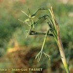 Narcissus viridiflorus 花