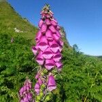 Digitalis purpureaBlomst