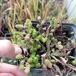 Sedum sexangulareLeaf