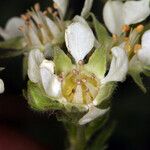 Horkelia daucifolia Flower