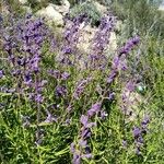 Trichostema lanatum Flor