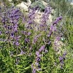 Trichostema lanatum