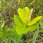 Syzygium caryophyllatum Leaf