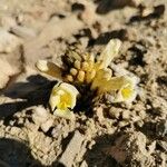 Cistanche tubulosa Blüte