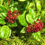 Viburnum treleasei Vaisius