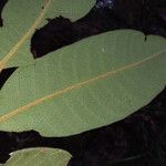 Hirtella glandulosa Лист